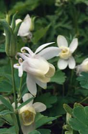 Aquilegia flabellata